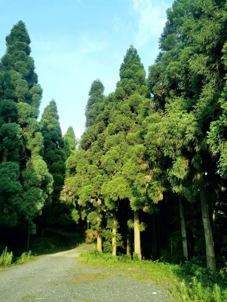 霞浦避暑哪里去涌山森林公园等你来