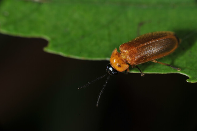 上海新记录到一种萤火虫,只有3种"土著"的结论要改了?