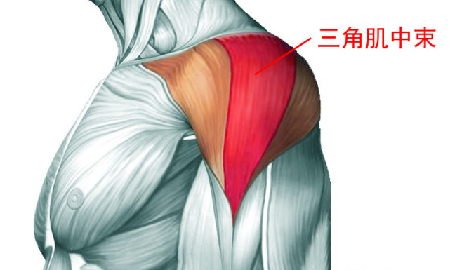肩要宽,就要练三角肌的中束!
