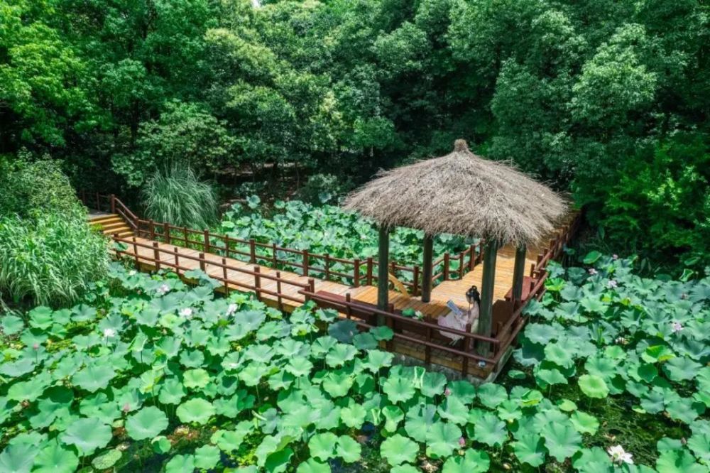 当荷花遇上木栈道,就有了夏季赏荷的美丽视角_腾讯新闻
