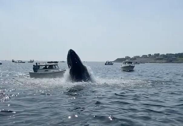 美国马萨诸塞州一头鲸鱼跃出水面砸中小船，船头被压进海中