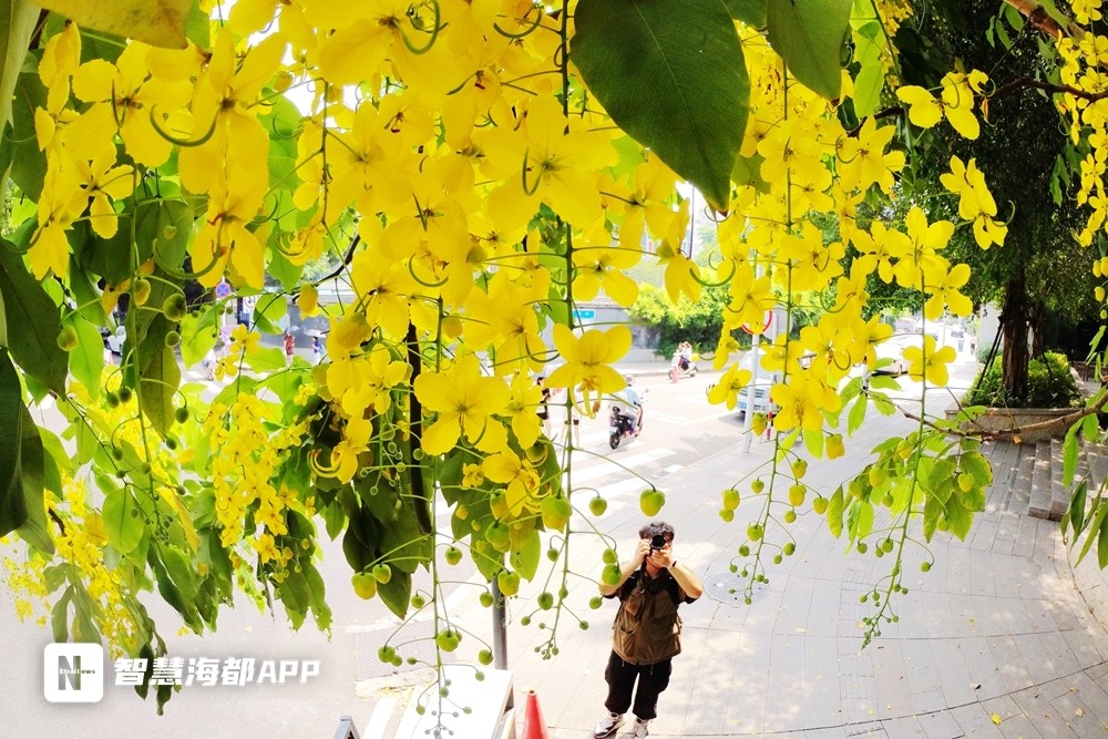 金链树（金链树基地） 第3张