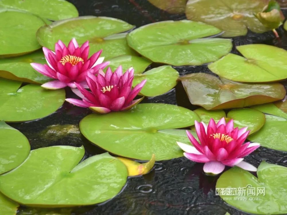 哈尔滨北方森林动物园荷花湖美不胜收丨红莲,睡莲,佛座竞相开放_腾讯