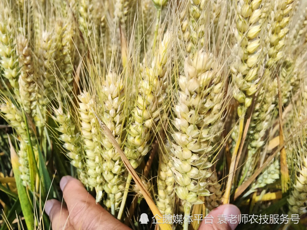 玉米种子价格波动观察与市场解读