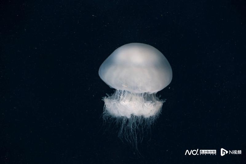 以色列大规模水母群星星点点铺满海面将船只包围_腾讯新闻