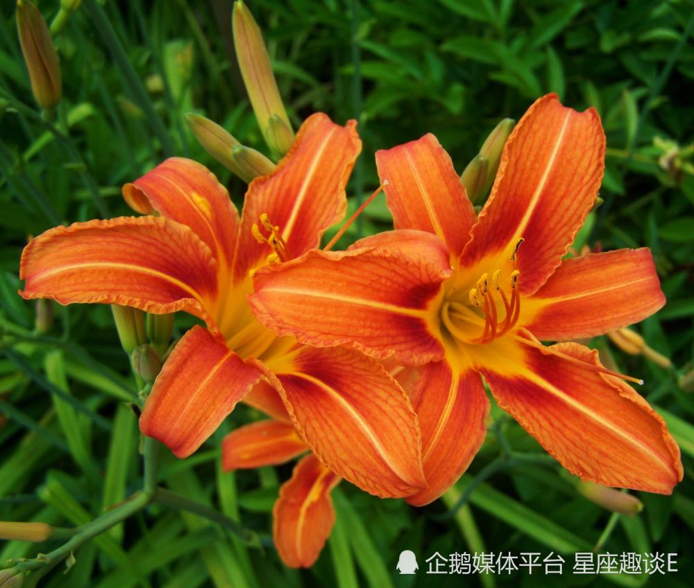 7月27日星座运势 受益匪浅 气势如虹的四大星座 腾讯新闻