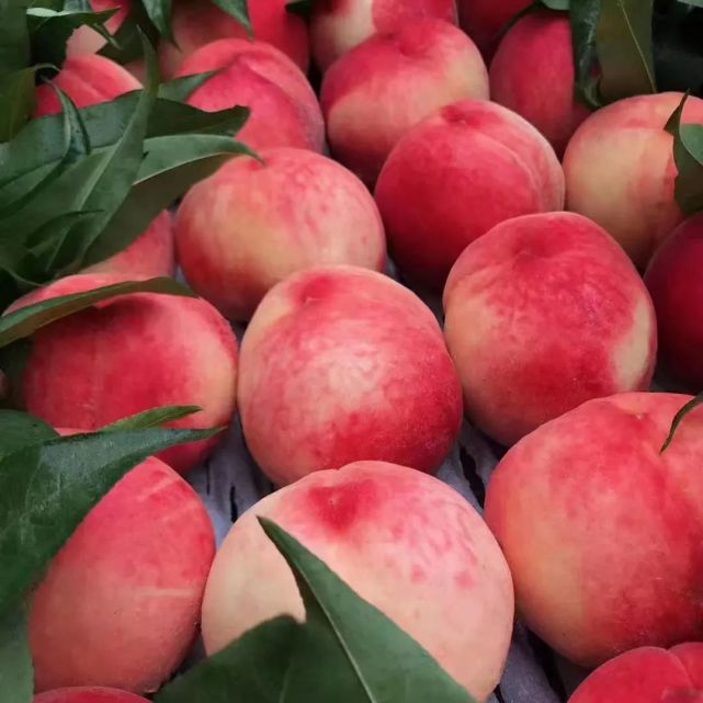 又大又甜好吃的平谷大久保大蟠桃来啦全北京包邮到家