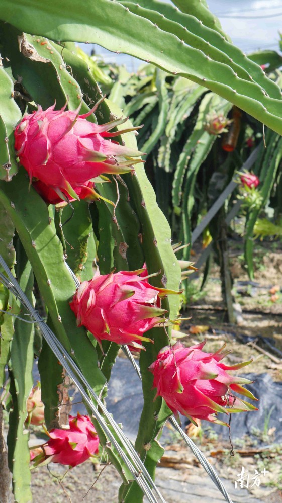 吴川火龙果让日子更红火