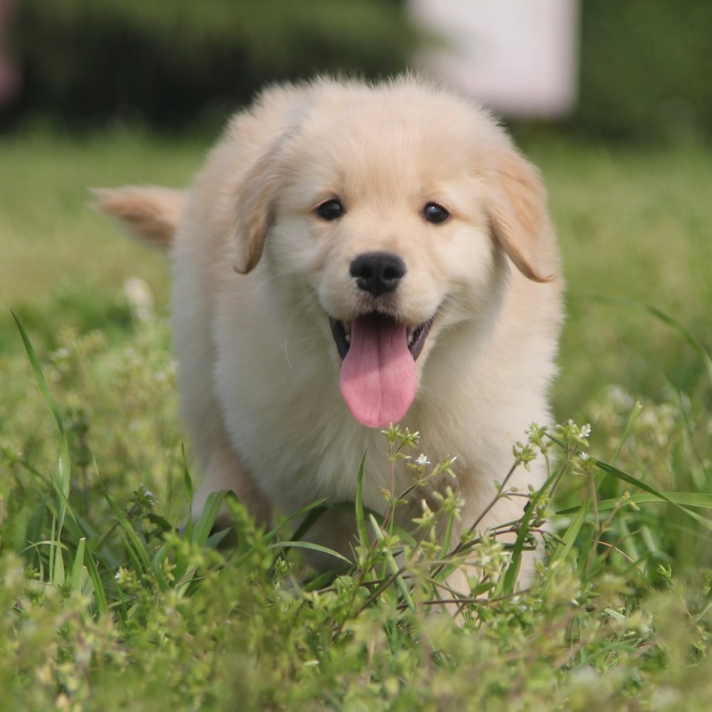 金毛犬 为什么会食欲不振 可能是这几个原因造成的 腾讯新闻