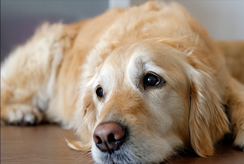 金毛犬 为什么会食欲不振 可能是这几个原因造成的 腾讯新闻