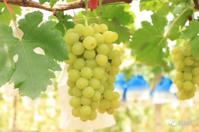 柳州:高端葡萄"黄金蜜"上市