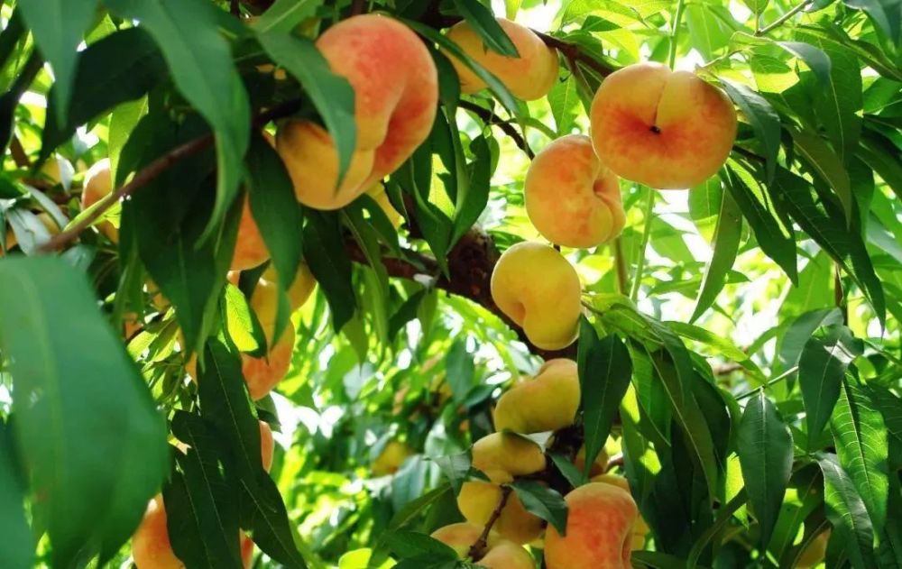 果园内,一树树蟠桃已进入成熟期,诱人的桃子挂满枝头