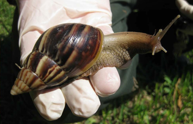 最大的蜗牛恐怖图片