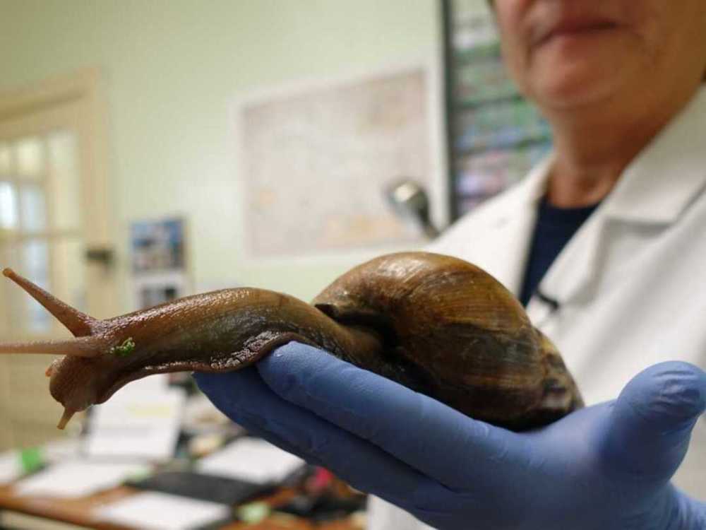 世界上最大的蜗牛吃人图片