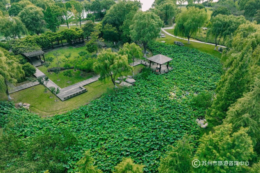 明媚的夏天绿色如影随形赋予苏州勃勃生机