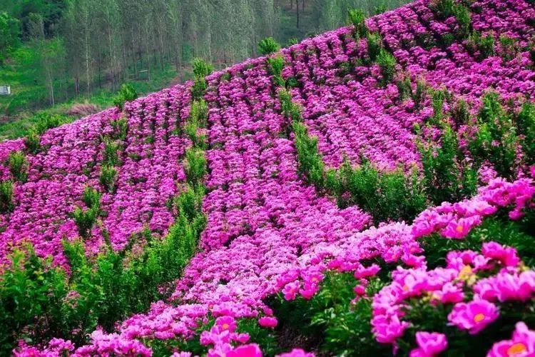 万物有灵|妖娆卧枝花中相——芍药_腾讯新闻