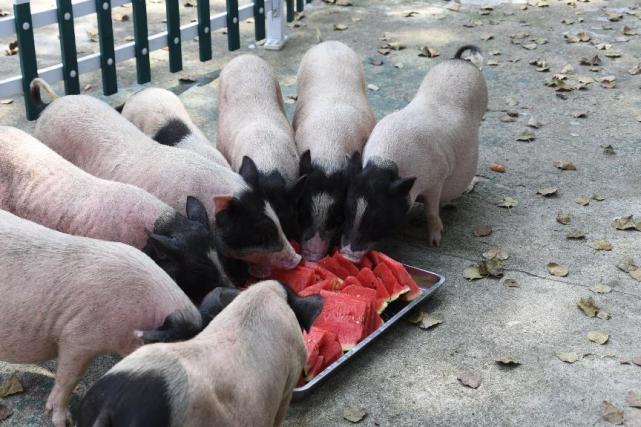 紧饲养员的步伐,边吃边露出享受的表情;可爱的小香猪看到西瓜飞奔而来