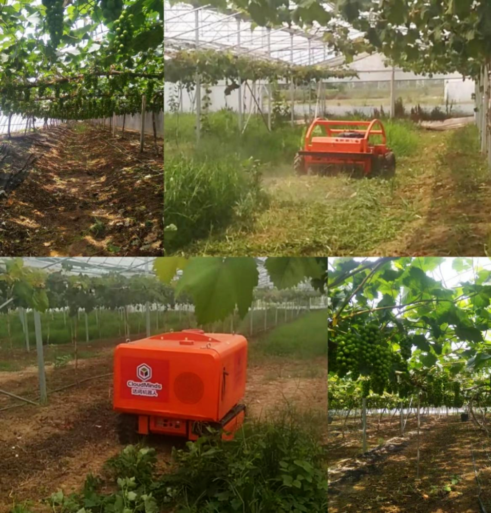 葡萄园种植新风景,达闼机器人上阵喷药割草