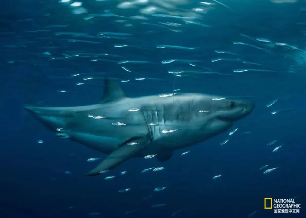 墨西哥瓜达卢佩岛附近一条大白鲨,这里被许多人认为是世界最好的大