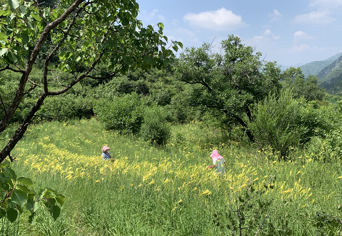 流村镇老峪沟村成片的黄花开得热烈