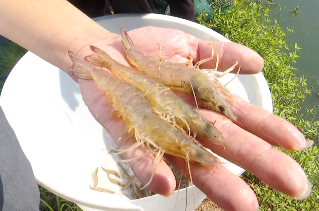 个大味鲜赤水15万斤淡水虾上市