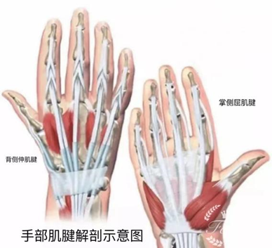 解剖结构也非常复杂,从手指到腕部共有27块骨头,背侧有伸肌腱,掌侧有
