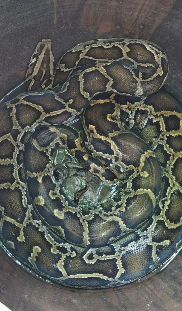 吓得脚软玉林一居民区惊现十几斤大蟒蛇