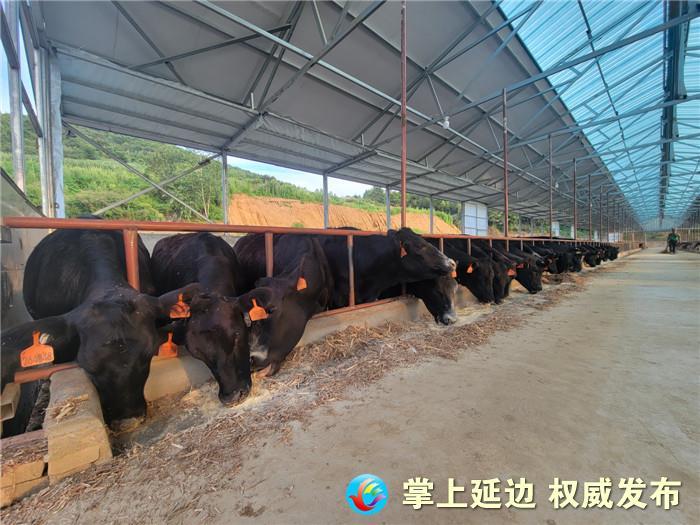 安格斯黑牛在和龙市龙城镇安家落户