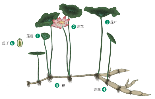 荷花的结构层次图片