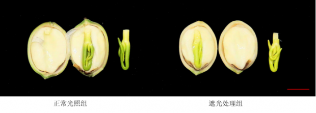 为什么我吃的莲子一点都不清甜可口总算找到原因了