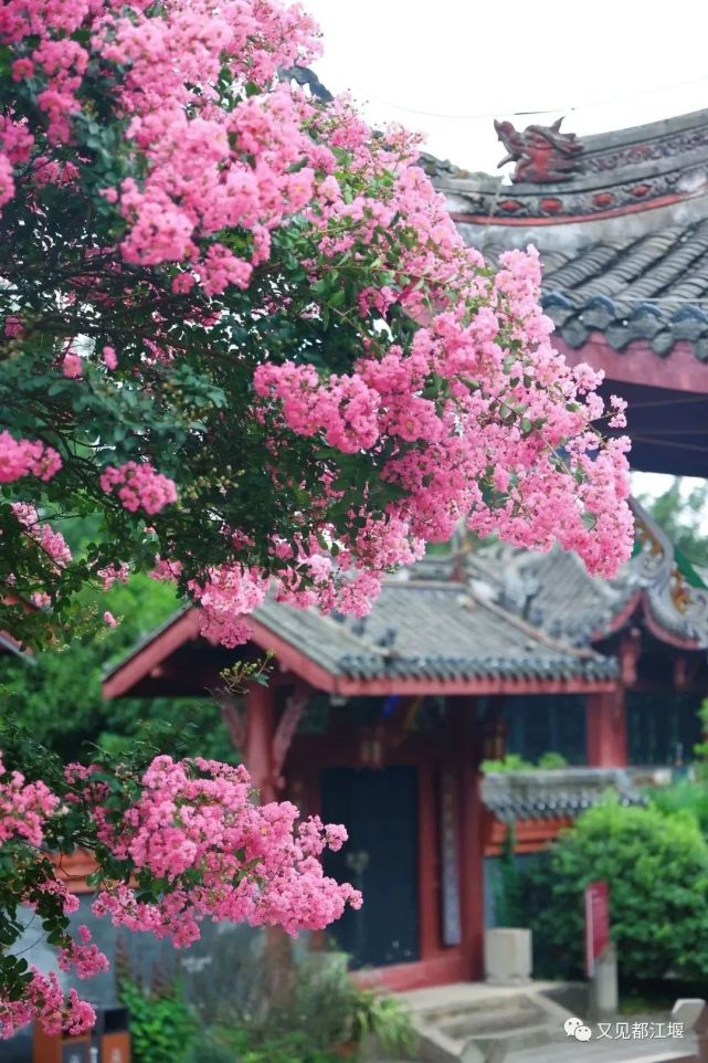 都江堰全城紫薇花盛放,最美观赏处在这里