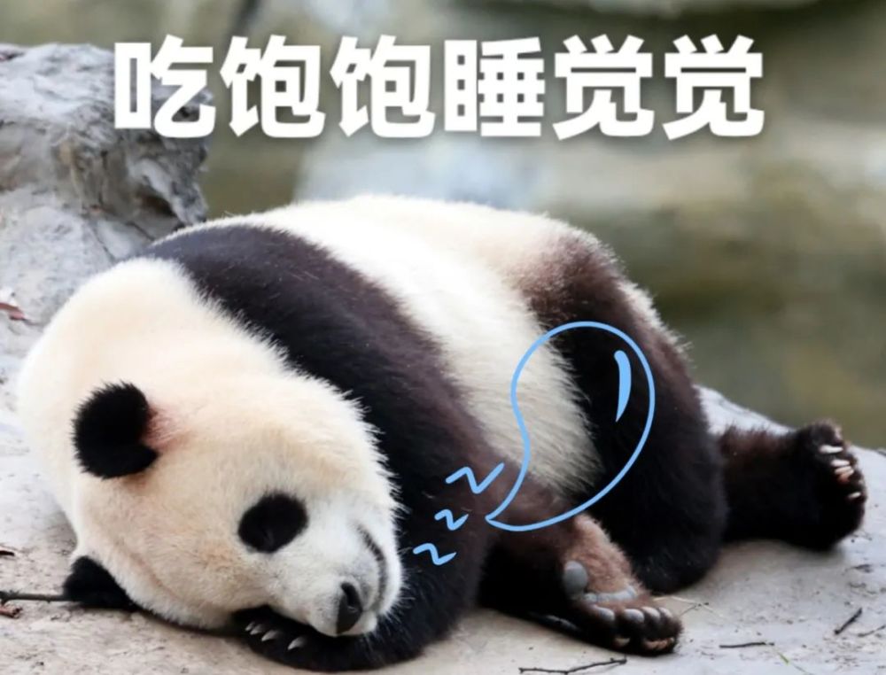 吃饱了当然要睡觉啦,嘘～小声一点,我要做一个美梦!