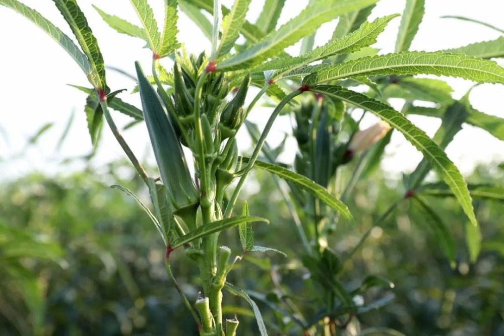 秋葵树特别显眼300多亩的秋葵基地上在云浮市新兴县天堂镇朱所村黄了