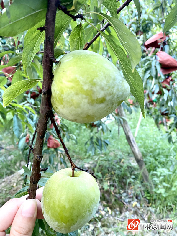 洪江市竹滩村空心青奈李成熟了等你去采摘