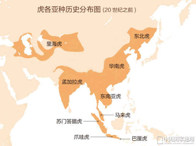老虎共有9个亚种,现存的老虎仅有5个亚种,即东北虎,印支虎,马来虎