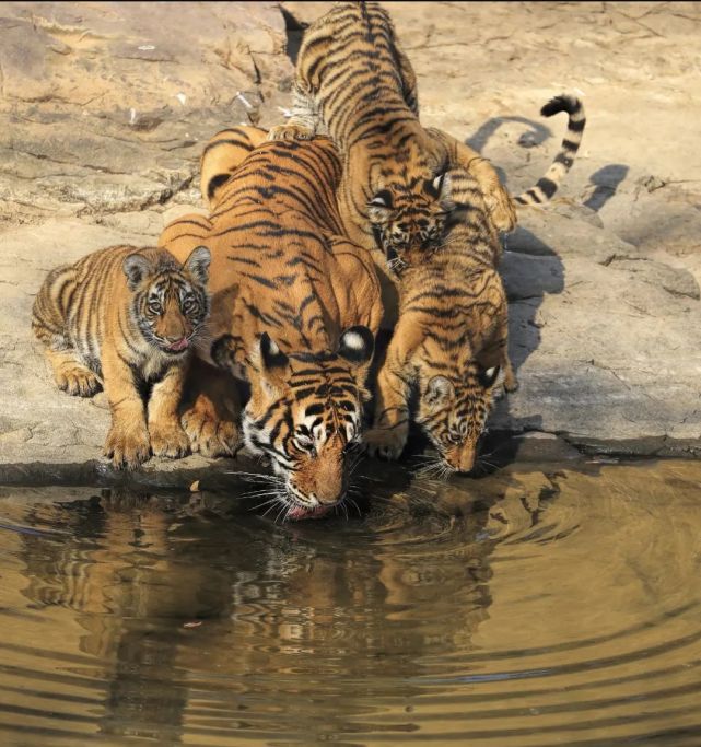 孟加拉虎(panthera tigris)一家在池塘裡飲水而如今的老虎野生族群也