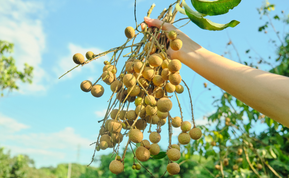 仙村龙眼进入采摘季
