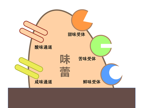 味蕾上的受体示意图 图片来源:作者绘制