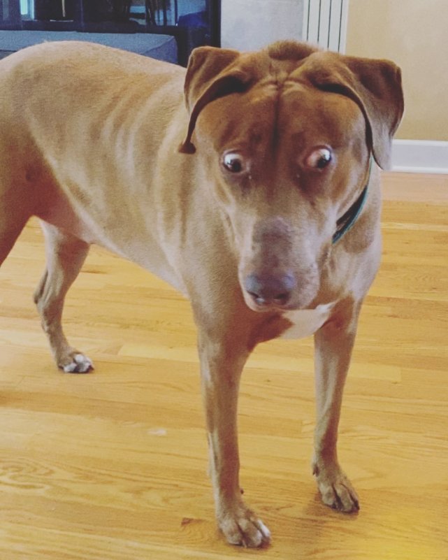 一只天生"震惊脸"的狗子,被有爱的铲屎官收养后,成了小网红!