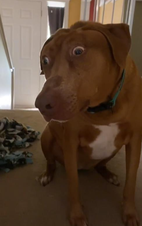 不过除了表情显得夸张之外,狗狗的身体方面并不会因此而感到疼痛.