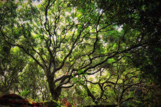 黄埔"荔枝公园"地图出炉