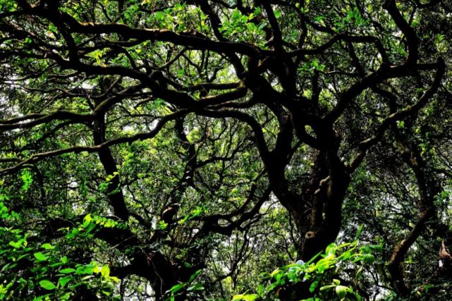 黄埔"荔枝公园"地图出炉