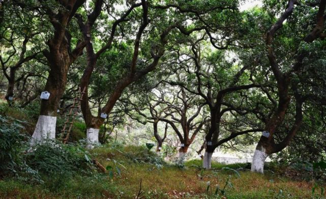 黄埔"荔枝公园"地图出炉