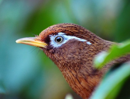 70 概览 70画眉鸟基本上都是雌雄同色,从外表上看,似乎没有什么不