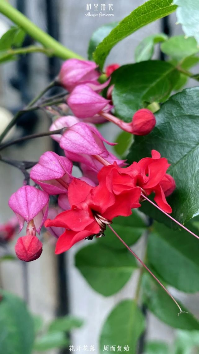 红萼龙吐珠能屈能伸的烈焰之物