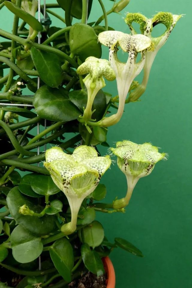 叶子和花朵奇特的非洲降落伞,正式名叫醉龙,就是有点小贵