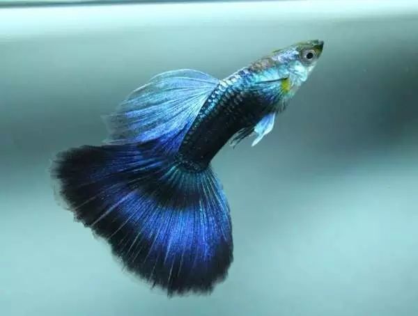 告诉你最正确的孔雀鱼饲养方法_腾讯新闻