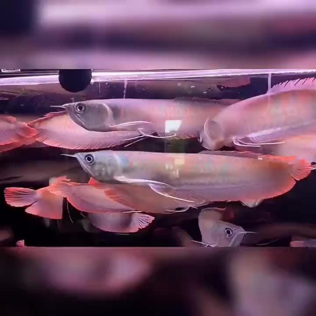 幻彩银龙鱼0688