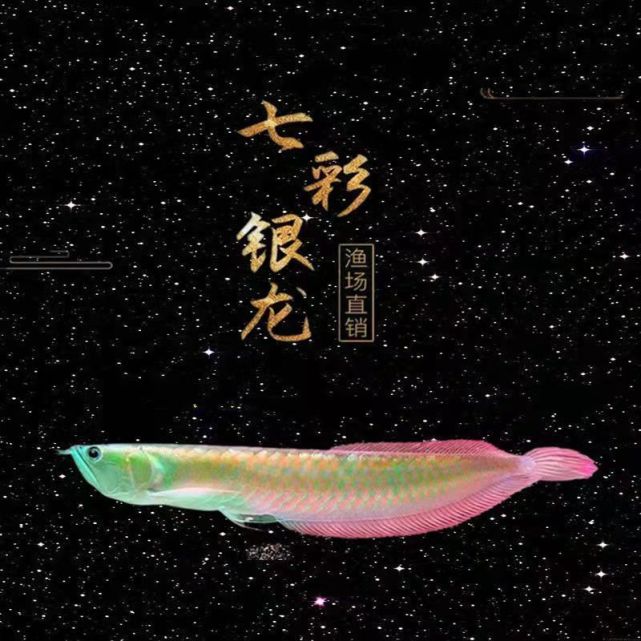 幻彩银龙鱼0688
