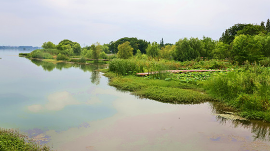 焦玉紅的散文|暑天,來襄陽月亮灣溼地公園走一遭